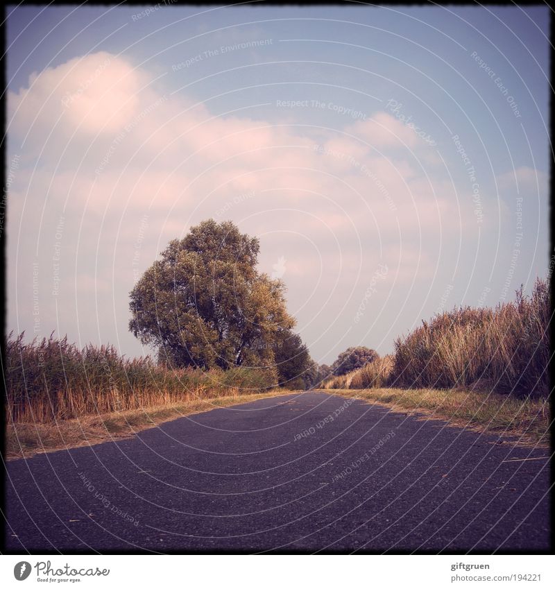 landpartie Ferien & Urlaub & Reisen Ausflug Sommer Umwelt Landschaft Himmel Wolken Pflanze Baum Straße Straßenbelag geradeaus Fluchtpunkt ländlich Feld