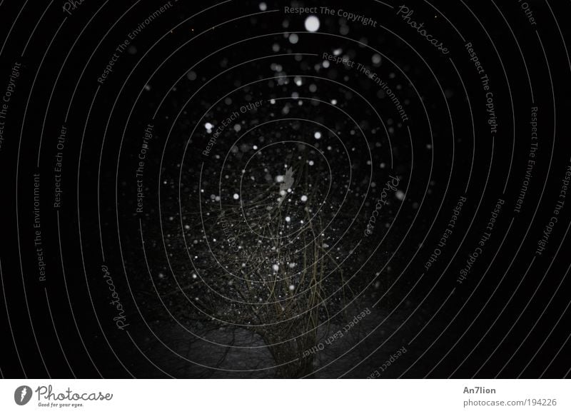 In the Night 1 Winter Schneefall Sträucher schwarz weiß Gedeckte Farben Außenaufnahme Experiment Menschenleer Nacht Blitzlichtaufnahme Silhouette