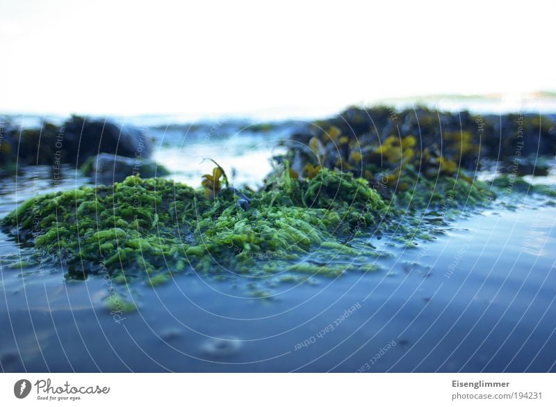 Wasser, Sonne, Seetang... Natur Pflanze Himmel Sommer Wellen Küste Strand Bucht Ekel Flüssigkeit hässlich blau weiß Einsamkeit Idylle Klima Mittelpunkt Umwelt