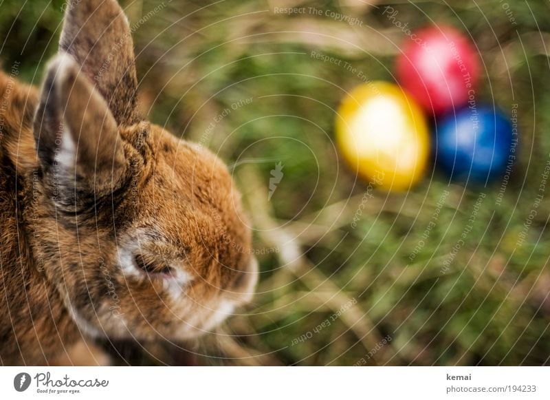 Zu Ostern ein paar Eier Natur Erde Frühling Gras Grünpflanze Garten Tier Haustier Tiergesicht Fell Hase & Kaninchen Osterhase Zwerghase Zwergkaninchen Nagetiere