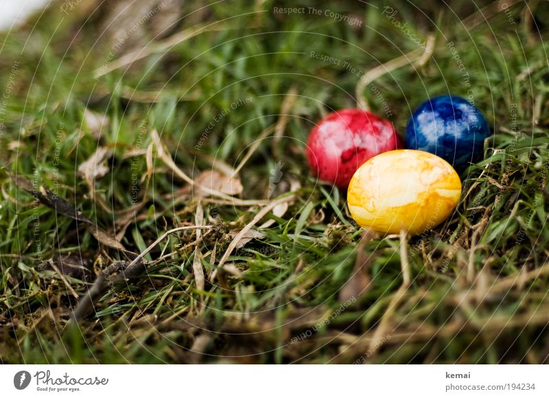 Ostereier Lebensmittel Ei Eierschale Ernährung Umwelt Natur Pflanze Erde Frühling Gras Blatt Grünpflanze Ostern Osternest blau gelb grün rot 3 Farbfoto