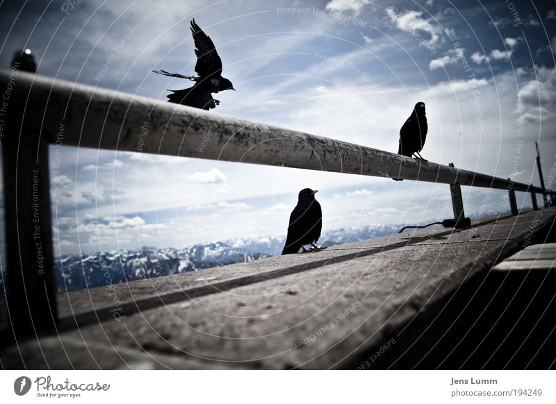 The Birds Landschaft Luft Himmel Wolken Sommer Schönes Wetter Alpen Berge u. Gebirge Gipfel Schneebedeckte Gipfel Tier Wildtier Vogel Flügel 3 Tiergruppe kalt