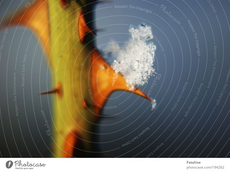 Dorn mit Schneehäubchen Umwelt Natur Pflanze Urelemente Wasser Sonne Winter Klima Klimawandel Wetter Schönes Wetter Eis Frost Sträucher Rose Park Coolness kalt