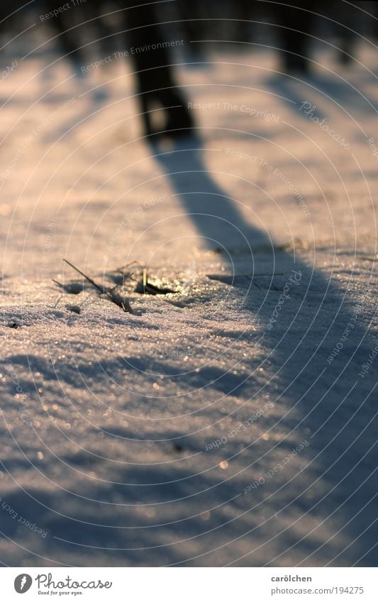 Schnee war schee ;-) Umwelt Natur Landschaft Erde Sonne Sonnenlicht Winter Schönes Wetter Pflanze Baum Nutzpflanze glänzend schön blau gelb rosa weiß ruhig