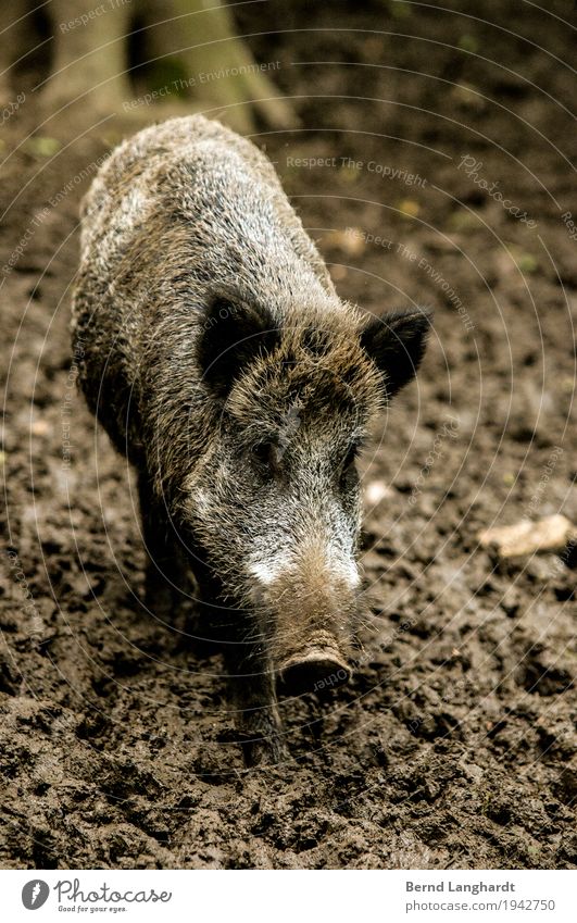 Wildschwein im Schlamm Erde Herbst schlechtes Wetter Wald Tier Wildtier Tiergesicht Fell Zoo 1 beobachten stehen warten dreckig Gesundheit kalt Neugier wild