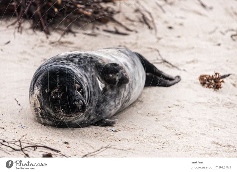 Siesta Tier Strand Menschenleer 1 liegen braun grau Robben Sand Algen Farbfoto Gedeckte Farben Außenaufnahme Nahaufnahme Textfreiraum links Textfreiraum rechts