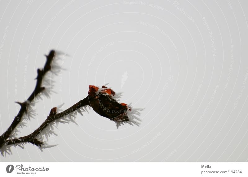 Es ist noch nicht vorbei. Umwelt Natur Pflanze Winter Klima Klimawandel Wetter Eis Frost Rose Kristalle frieren kalt natürlich grau bizarr Vergänglichkeit