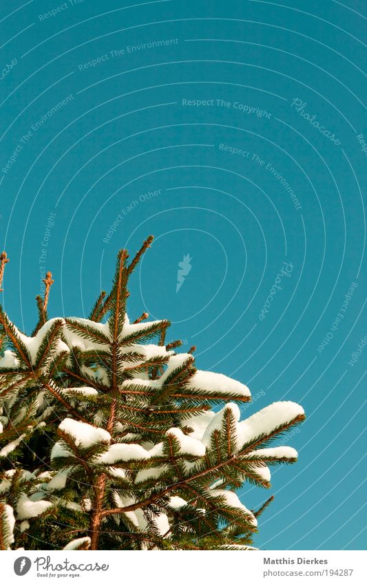 Tanne Natur Landschaft Pflanze Winter Schnee Baum Grünpflanze Wildpflanze gigantisch glänzend dünn grün mehrfarbig Außenaufnahme Textfreiraum oben