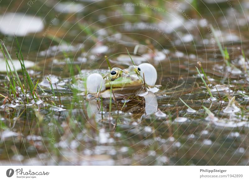 Frosch macht dicke Backen Pflanze Wasser Teich See Brunft frisch Wange Klarheit Schallblasen Amphibie Blase Auge Fortpflanzung Farbfoto Makroaufnahme