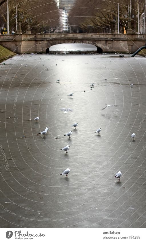 Schaulaufen Natur Wasser Winter Eis Frost Baum Park Kö-Graben Düsseldorf Stadtzentrum Fußgängerzone Brücke Sehenswürdigkeit Personenverkehr Straße Tier Vogel