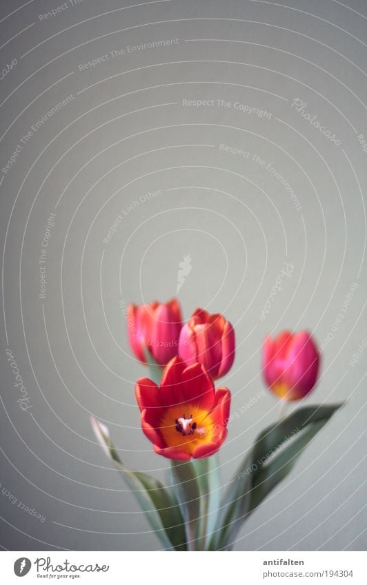 Tulpen inside IV Natur Pflanze Frühling Blume Blatt Blüte Dekoration & Verzierung Blumenstrauß dehydrieren ästhetisch authentisch gelb grau grün rot