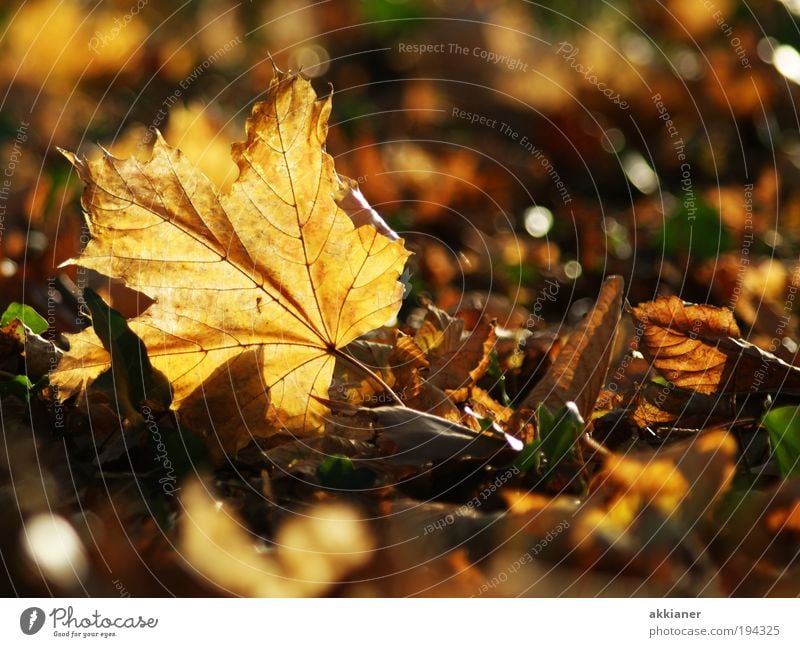 Schönheit Herbst Umwelt Natur Landschaft Pflanze Urelemente Erde Luft Sonne Klima Klimawandel Wetter Schönes Wetter Baum Blatt Park hell nah schön trocken Wärme