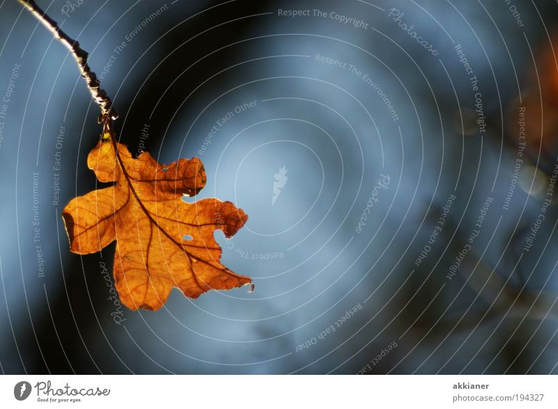 Einsam Umwelt Natur Landschaft Pflanze Urelemente Luft Sonne Herbst Klima Klimawandel Wetter Schönes Wetter Wind Baum Blatt Park hell trocken Wärme blau braun