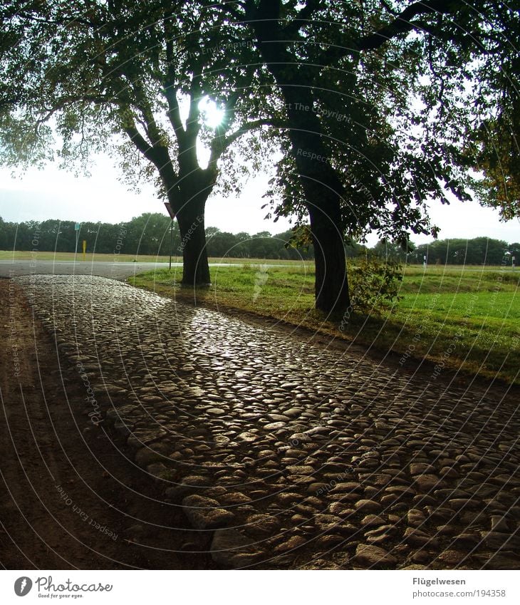 später Nachmittag Freizeit & Hobby Ferien & Urlaub & Reisen Ausflug Ferne Freiheit Sommer Sonne Umwelt Natur Landschaft Himmel Pflanze Baum Wiese Straße