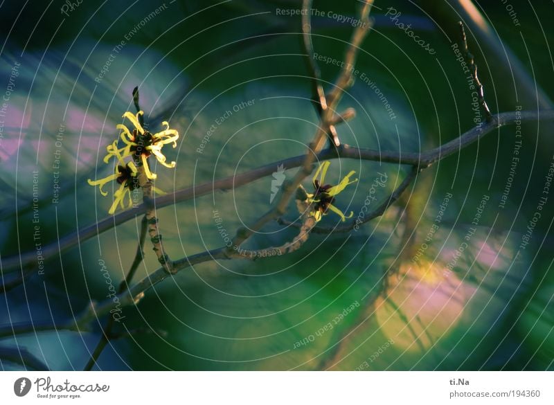 wünsch Dir was Umwelt Natur Landschaft Tier Winter Pflanze Sträucher Blüte Zaubernuss Zaubernussblüte Blühend gelb Farbfoto Außenaufnahme Nahaufnahme