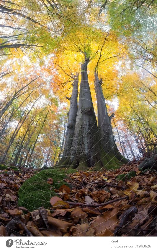 Farbenpracht Umwelt Natur Landschaft Pflanze Urelemente Herbst Schönes Wetter Baum Buche Wald Erholung alt fantastisch groß wild mehrfarbig orange Lebensfreude