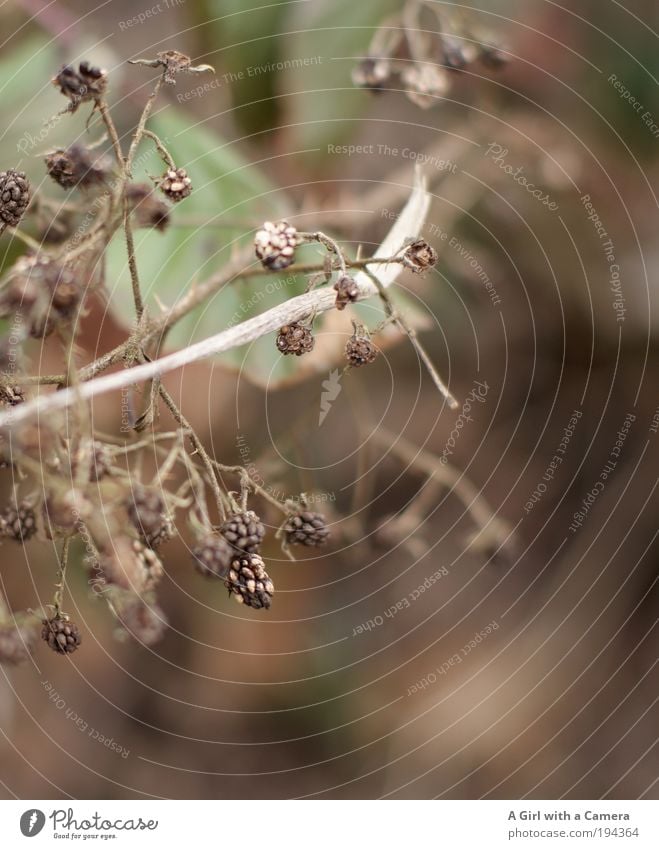 vergessen...... schade Umwelt Natur Pflanze Tier Herbst Winter Sträucher hängen Traurigkeit warten alt natürlich trist trocken braun grün violett Erschöpfung