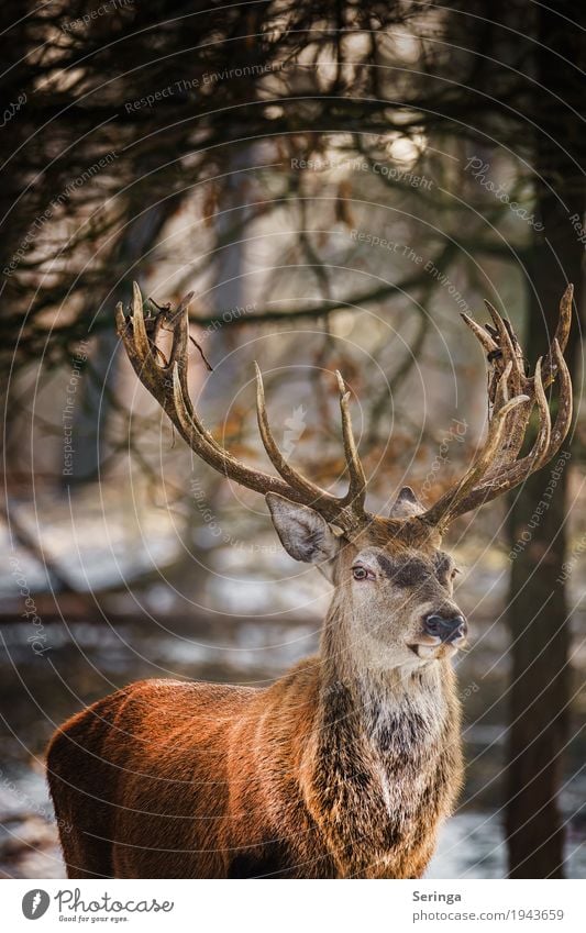 Angepirscht an den Papa-Hirsch Tier Wildtier Tiergesicht Fährte Zoo 1 Fressen Rothirsch Hirsche Horn Farbfoto mehrfarbig Außenaufnahme Menschenleer