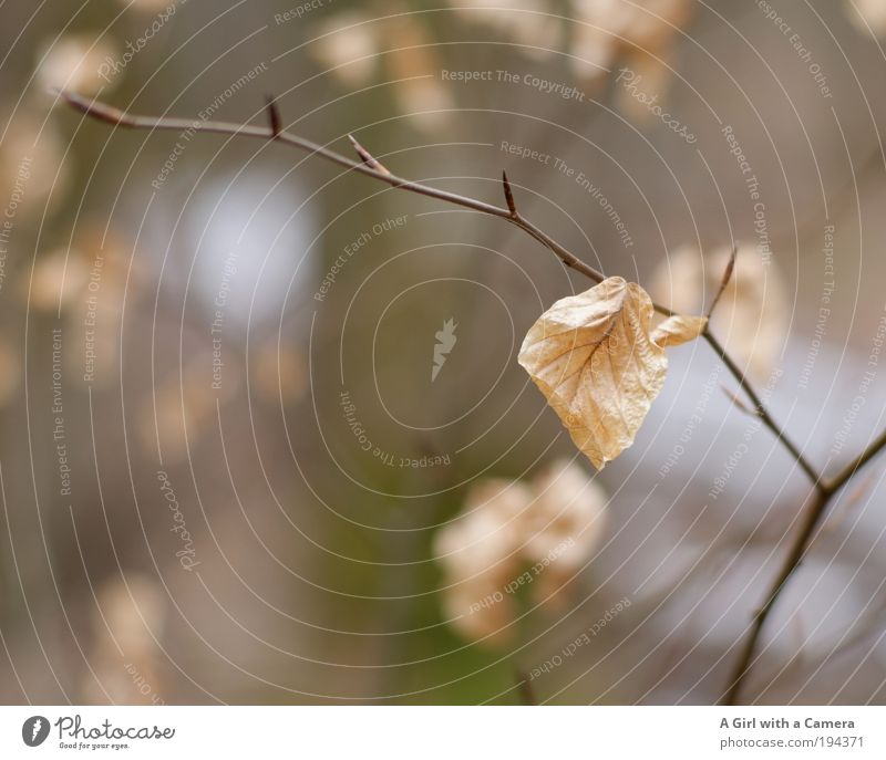 dead and alive harmonisch Zufriedenheit ruhig Kunstwerk Umwelt Natur Landschaft Pflanze Tier Frühling Sträucher Blatt Botanik alt festhalten Wachstum warten