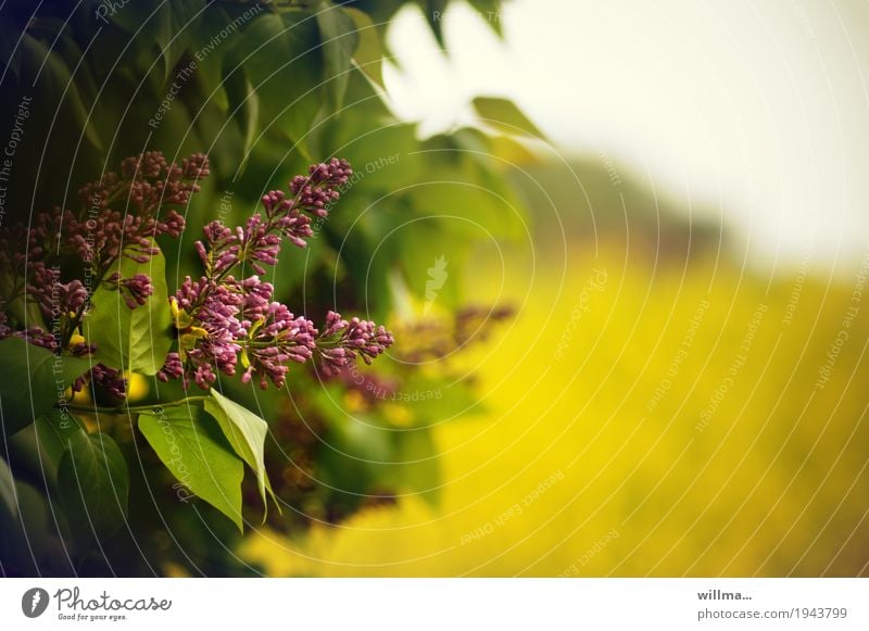 Flieder im Mai Natur Pflanze Frühling Schönes Wetter Fliederbusch Rapsfeld Duft Blühend rosa violett Fliederblatt Blüte