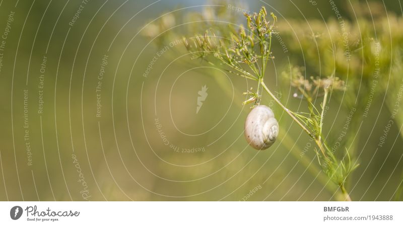 Das hält schon.... harmonisch ruhig Umwelt Natur Landschaft Pflanze Tier Gras Sträucher Garten Park Wiese Schnecke 1 Erholung hängen grün Vertrauen Vorsicht