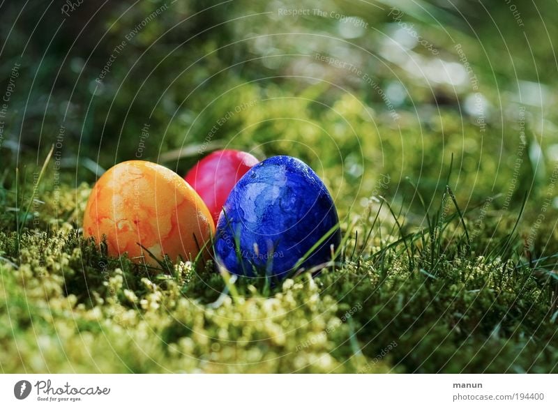 OOO Lebensmittel Ei Ernährung Bioprodukte Cholesterin Lifestyle Freude Feste & Feiern Ostern Osternest Osterei Kultur Frühling Moos Garten Wiese Zeichen