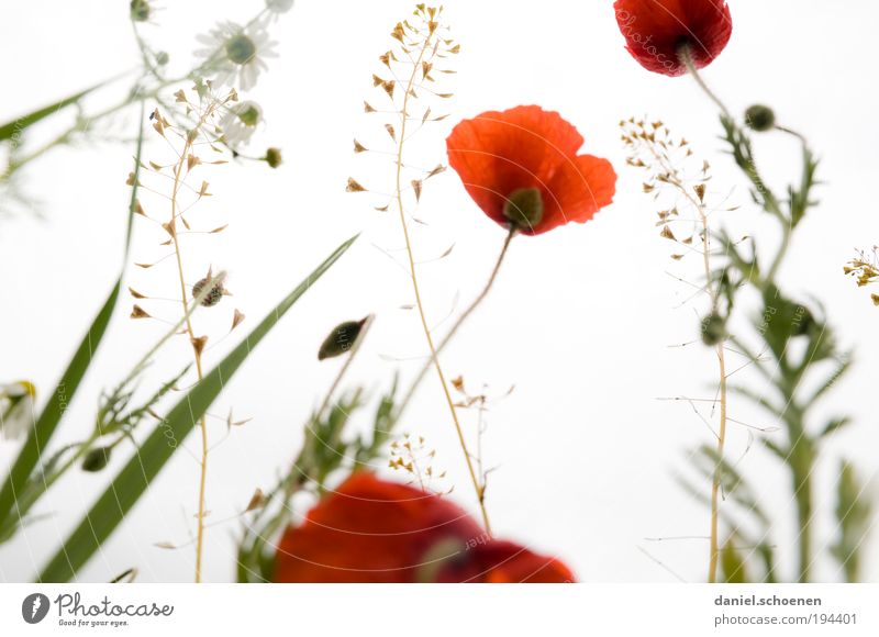 na gut, dann ist die Skisaison eben zuende ! Natur Pflanze Frühling Sommer Schönes Wetter Blume Gras Blatt Blüte Wiese rot weiß Mohn Mohnblüte Klatschmohn