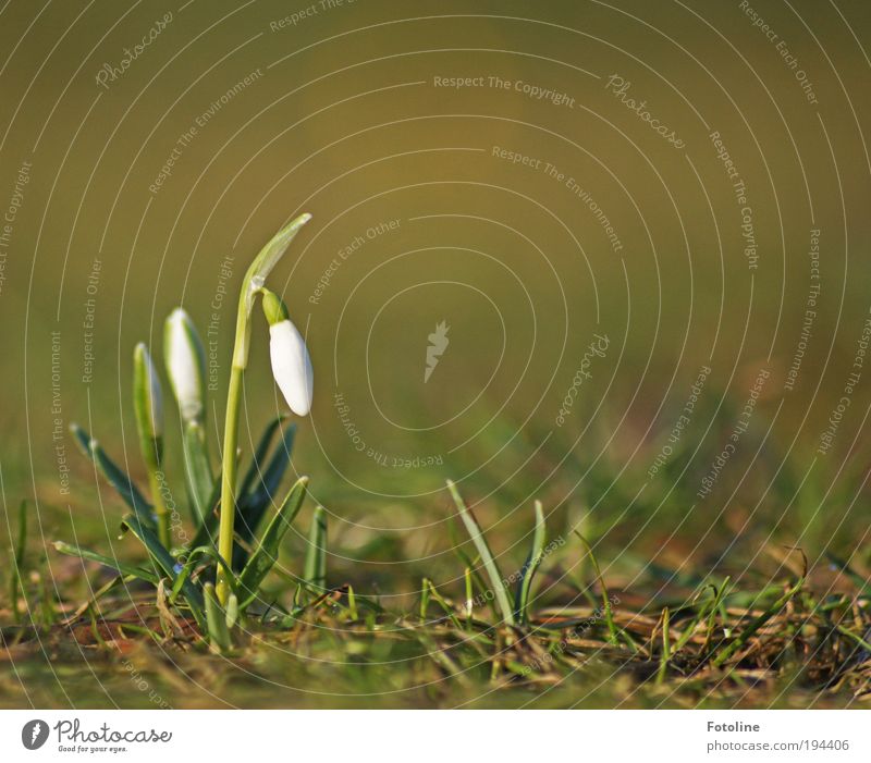 Schneeglöckchen Umwelt Natur Landschaft Pflanze Urelemente Erde Frühling Klima Wetter Schönes Wetter Blume Gras Blatt Blüte Park Wiese Duft frisch hell schön