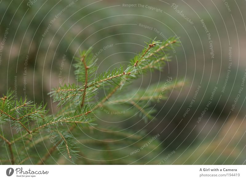 Immergrün Umwelt Natur Pflanze Tier Frühling Baum Nadelbaum träumen Wachstum warten dünn authentisch Freundlichkeit Fröhlichkeit frisch Glück natürlich Stimmung