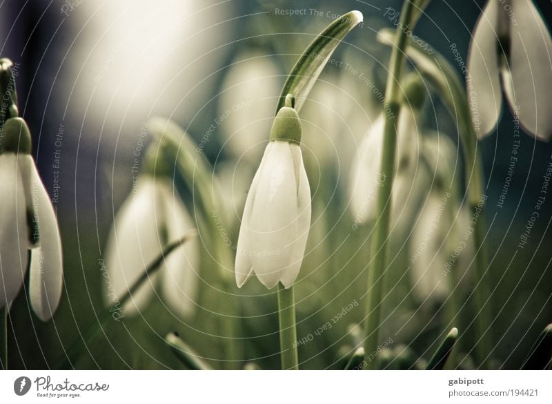 wenn die frühlingsglocken leise bimmeln... Umwelt Natur Landschaft Frühling Winter Schönes Wetter Pflanze Blume Gras Wildpflanze Schneeglöckchen Wiese entdecken