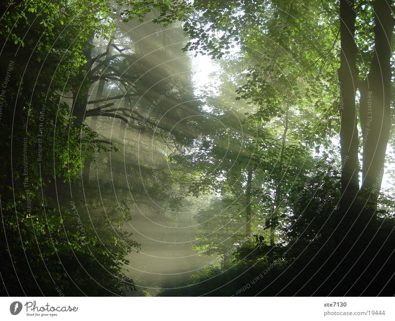 Sonnenschein Wald Nebel Morgen