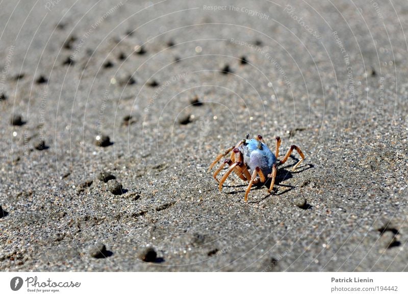 running around the beach Umwelt Natur Tier Küste Meer 1 blau Strand Krebstier Kugel Australien Wärme aufregend verstecken Neugier Loch sehr viele interessant