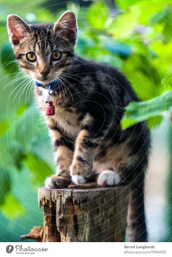 Der Kater Georg Tier Haustier Katze Pfote 1 Spielen warten grau grün Freude achtsam Farbfoto Außenaufnahme Textfreiraum rechts Textfreiraum unten Tag