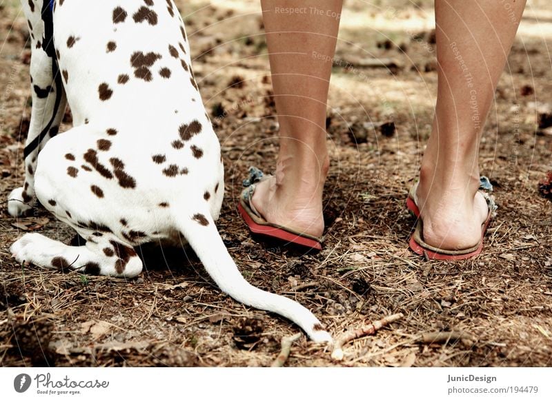 Zusammen Ferien & Urlaub & Reisen Sommer Sommerurlaub Mensch Fuß 1 Natur Tier Haustier Hund Pfote genießen sitzen stehen authentisch frei Zusammensein niedlich