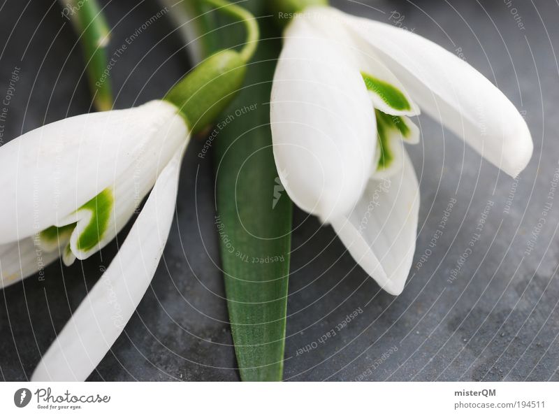 Spring Love. Umwelt Natur Pflanze ästhetisch Frühling Frühlingsgefühle Frühlingsblume Frühlingstag Frühlingsfest Frühlingsfarbe Schneeglöckchen Frühblüher weiß