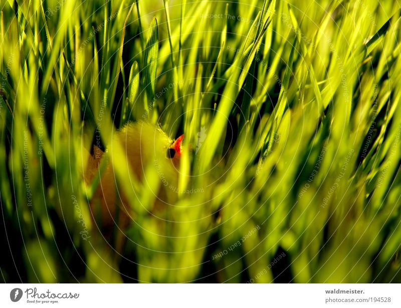 Küken Ostern Gras Tierjunges Frühlingsgefühle grün verstecken Dekoration & Verzierung gelb Farbfoto Unschärfe Schwache Tiefenschärfe