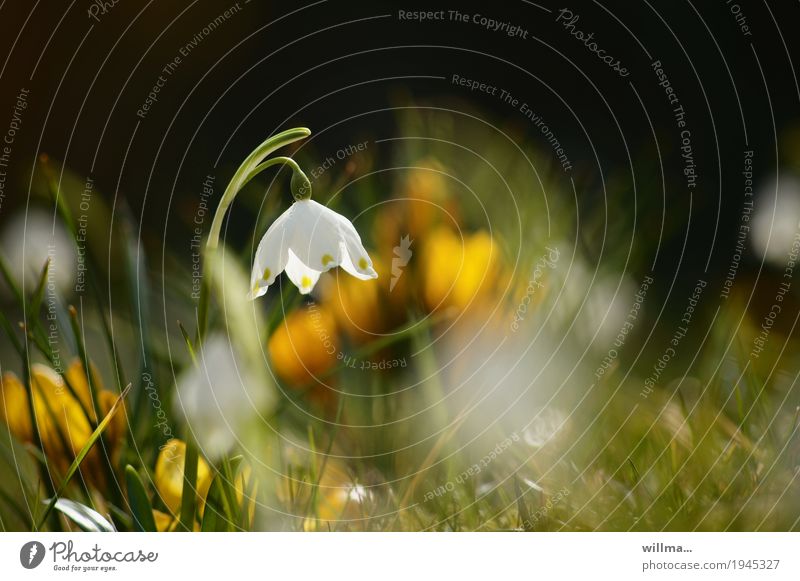 Märzenbecher im Frühling Schönes Wetter Frühlingsblume Frühlingstag Frühlingswiese Frühlingsgefühle Blühend Pflanze Natur