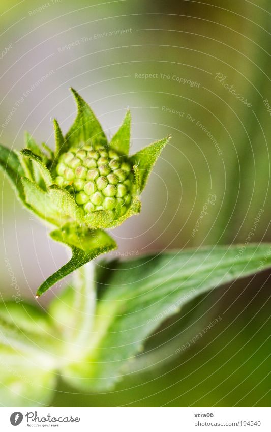 nach oben Natur Pflanze Blume Blatt Blüte Grünpflanze ästhetisch einfach grün Wachstum Blühend geschlossen Blütenknospen Frühling streben sanft zart zartes Grün