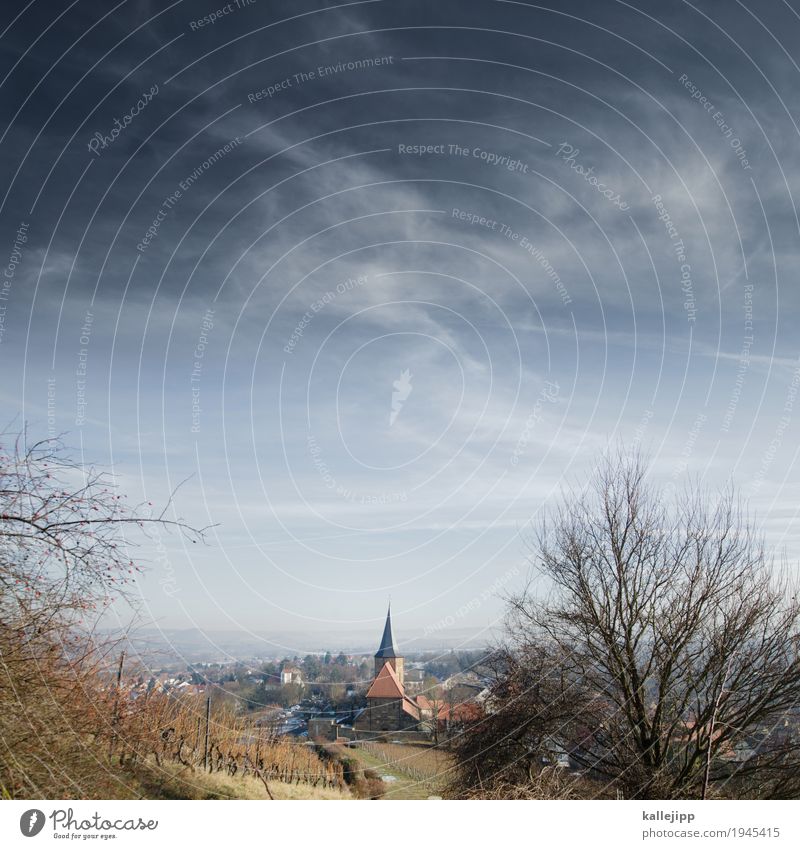 weinsberg am weinsberg Umwelt Natur Landschaft Winter Nutzpflanze Feld Hügel Dorf Kleinstadt Kirche Religion & Glaube Weinberg Baum Kirchturm Baden-Württemberg