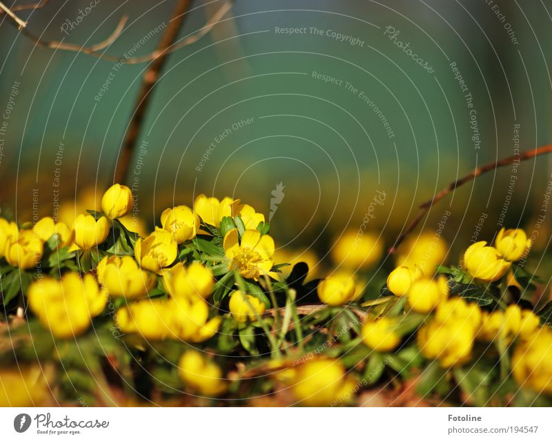 Der Frühling ist da! Umwelt Natur Landschaft Pflanze Urelemente Erde Luft Klima Wetter Schönes Wetter Blume Blatt Blüte Park Wiese Duft hell nah schön Wärme