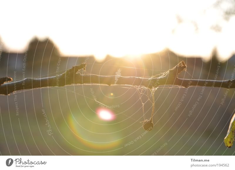 Spätsommergegenlicht Natur Pflanze Luft Himmel Sonne Sonnenaufgang Sonnenuntergang Sonnenlicht Sommer Schönes Wetter Baum Obstbaum Feld Franken Unterfranken