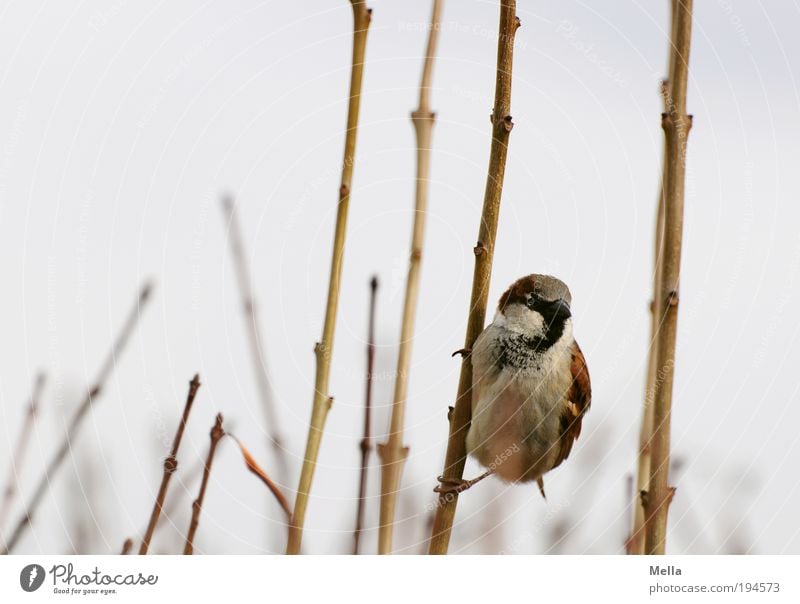 Auf die Plätze, fertig .... Los! Umwelt Natur Tier Pflanze Sträucher Ast Wildtier Vogel Spatz 1 hängen frei klein natürlich niedlich Neugier Freiheit festhalten