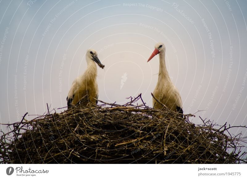 Nestwärme Himmel Wildtier Storch 2 Tierpaar beobachten füttern authentisch natürlich oben Schutz Geborgenheit Zusammensein Tierliebe Leben Partnerschaft