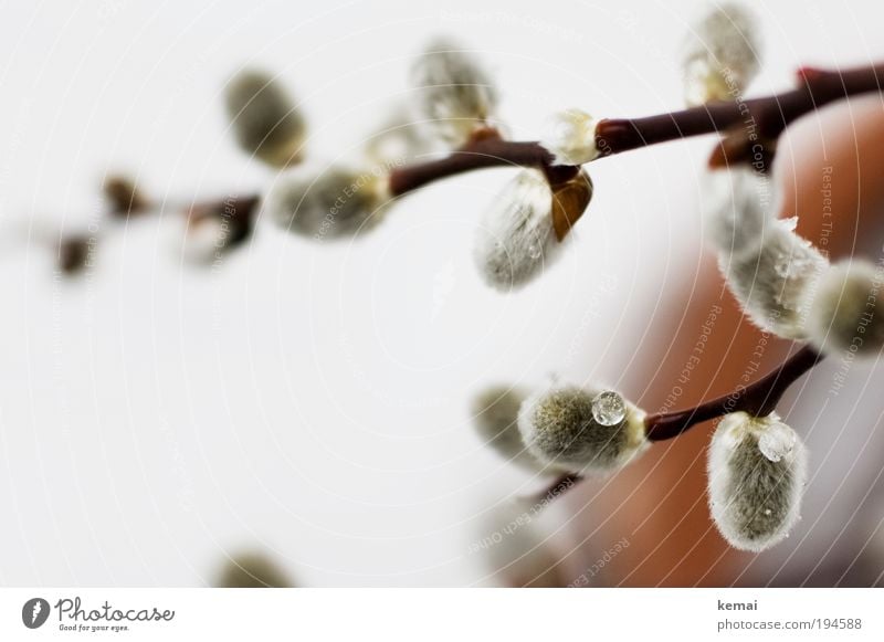 Tröpfchen Umwelt Natur Pflanze Frühling Winter schlechtes Wetter Eis Frost Schnee Blume Sträucher Wildpflanze Topfpflanze Baumkätzchen Weidenkätzchen Zweig