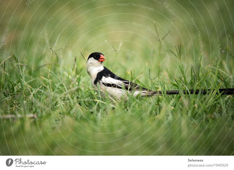 Dominikanerwitwe Ferien & Urlaub & Reisen Ferne Freiheit Sommer Sommerurlaub Natur Garten Park Wiese Tier Wildtier Vogel Witwenvogel 1 klein nah Birding