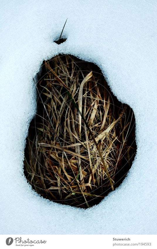 Tauwetter´s Natur Landschaft Schnee Gras erdig Grasbüschel Schneelandschaft Farbfoto Außenaufnahme Tag Licht Kontrast