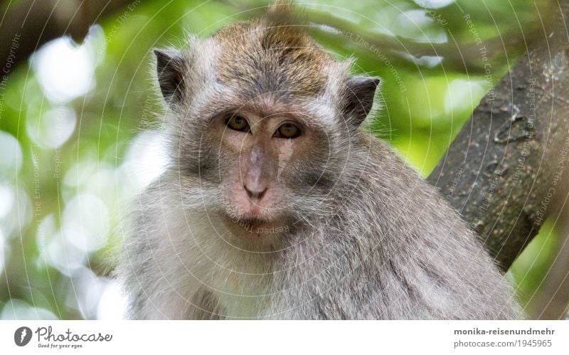 Aug in Aug mit Makaken Ferien & Urlaub & Reisen Natur Tier Wildtier Zoo Affen 1 füttern Blick Aggression listig Neugier braun grau Abenteuer Farbfoto