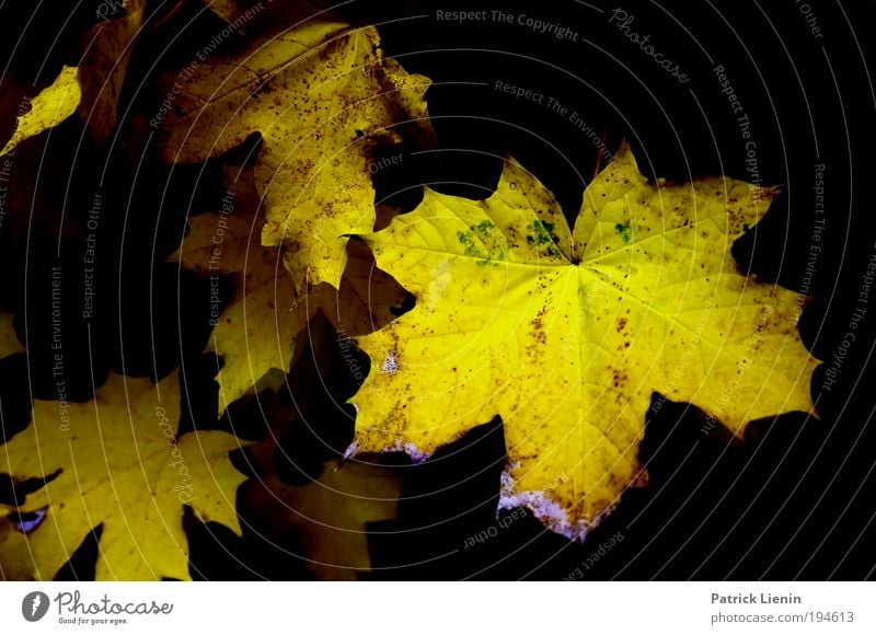 schwarz-gelb Umwelt Natur Pflanze Herbst Blatt genießen Ahorn ausgebleicht trist Kontrast tief Spitze Blätterdach Verfall mehrfarbig Menschenleer Abend Schatten