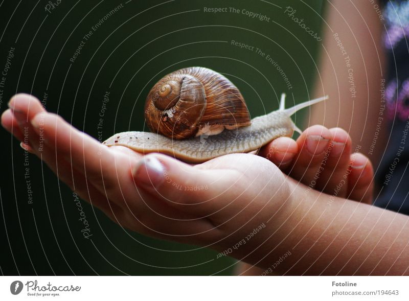 Ich möchte ein Haustier Mama! Mensch Mädchen Haut Arme Hand Finger Umwelt Natur Tier Sommer Garten Park Wildtier Schnecke natürlich schleimig braun Reptil