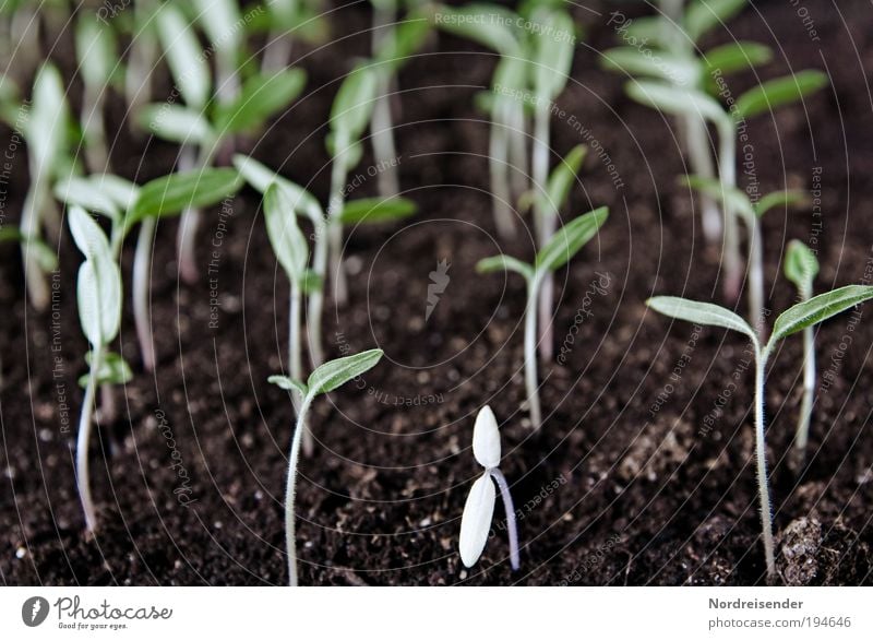 Aus der Reihe tanzen Gemüse Ernährung Beruf Gartenarbeit Natur Pflanze Frühling Nutzpflanze Zeichen beobachten dehydrieren Wachstum Akzeptanz Interesse